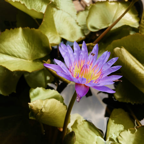 Blue Lotus – de mystieke krachten van de Blauwe Lotus