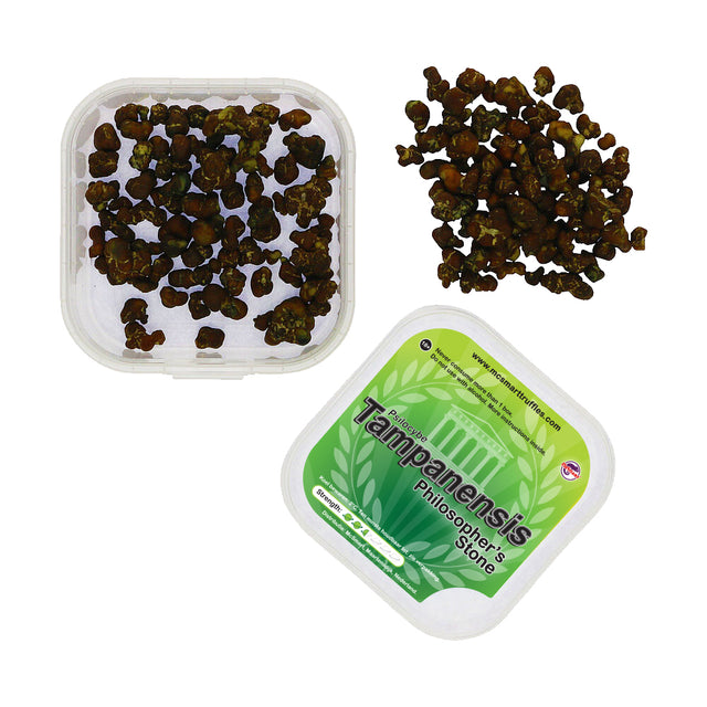 Tampanensis - Magic Mushroom Truffels 15 gram
