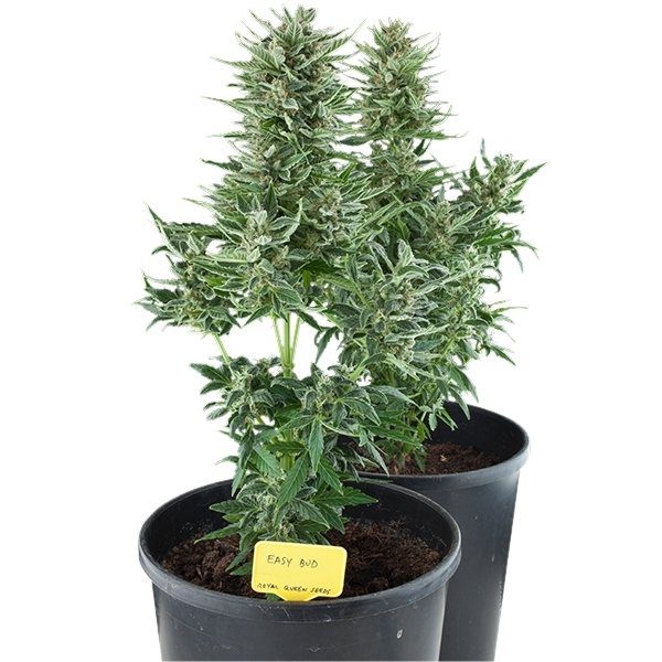 Easy Bud – RQS Auto