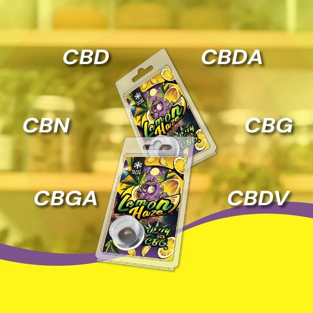 Plant of Life | Jelly 33% CBG Lemon Haze 1g