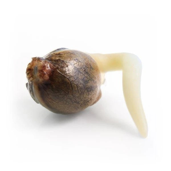 White Widow – RQS Auto