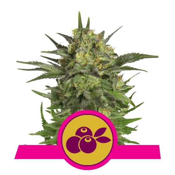 Haze Berry - RQS Feminized