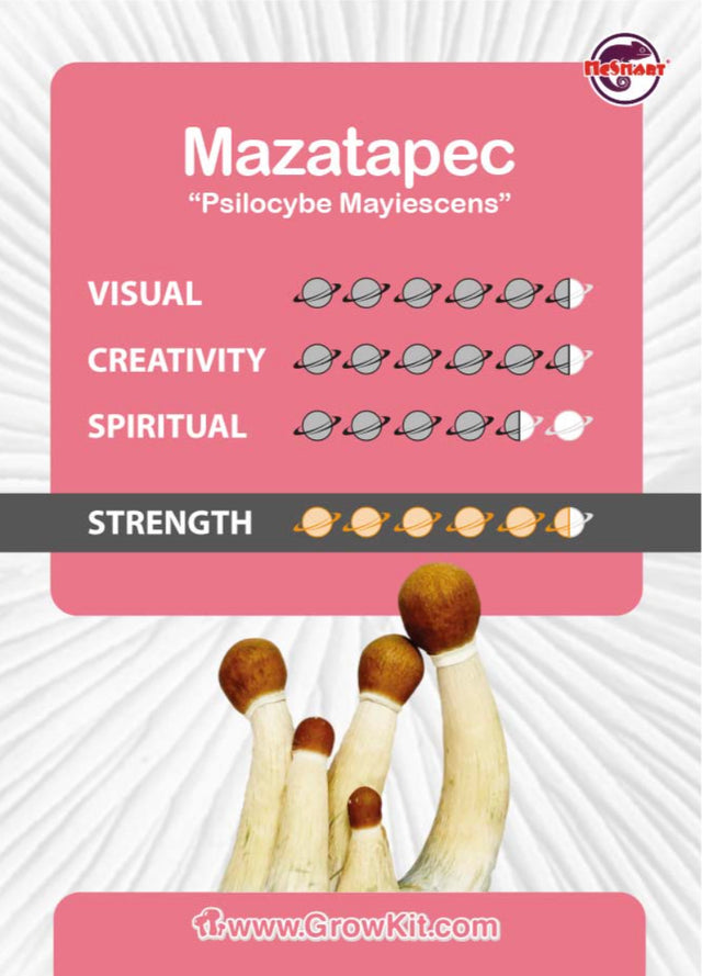 Mazatapec Mushroom Growkit