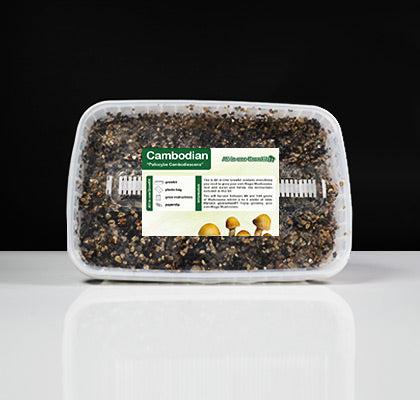 Cambodian Mushroom Growkit