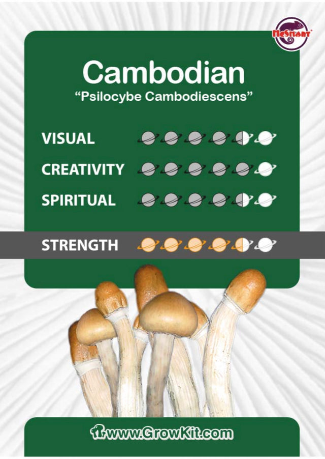 Cambodian Mushroom Growkit