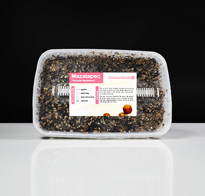 Mazatapec Mushroom Growkit