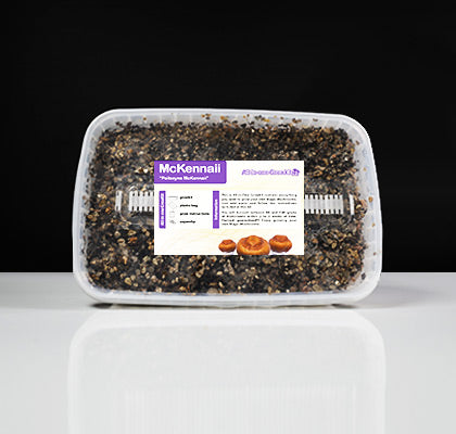 McKennaii Mushroom Growkit