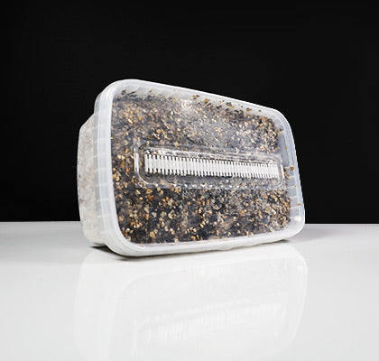 Golden Teacher Mushroom Growkit