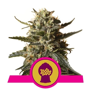 Bubblegum XL - RQS Feminized