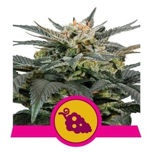 Fruit Spirit - RQS Feminized