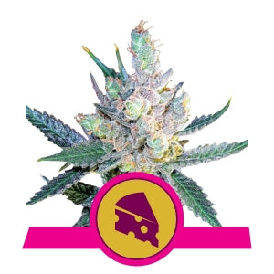 Royal Cheese (Fast Flowering) - RQS Feminized