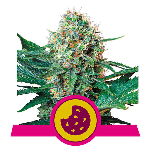 Royal Cookies - RQS Feminized