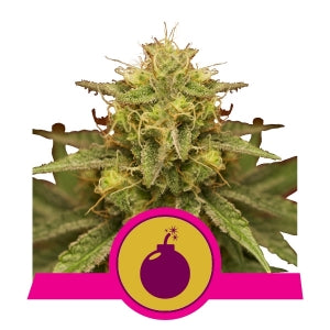 Royal Domina - RQS Feminized