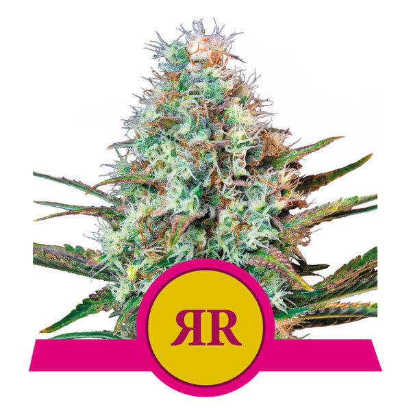 Royal Runtz - RQS Feminized