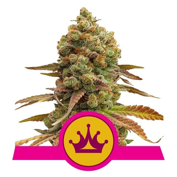 Special Queen - RQS Feminized