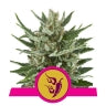 Speedy Chile (Fast Flowering) - RQS Feminized