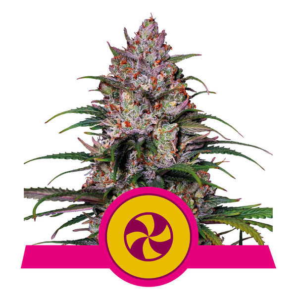 Sweet ZZ - RQS Feminized