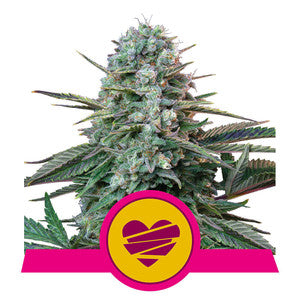 Wedding Crasher - RQS Feminized