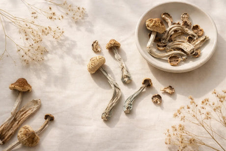Mushroom extracten: betekenis, achtergrond en plaats binnen de Nederlandse smartshop