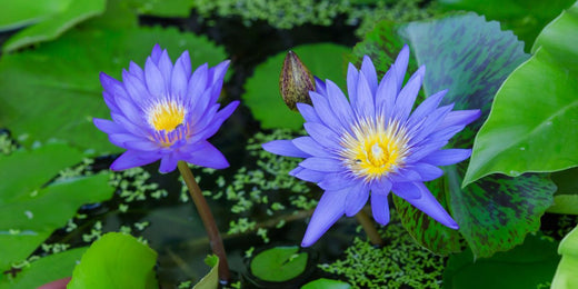 Vil du vide mere om den blå lotusblomst?