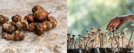 Het verschil tussen Magic Truffels en Paddo's ?