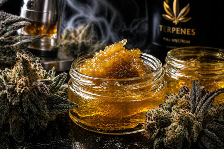 Premium live rosin concentrate in glass jars with fresh cannabis plants and golden texture