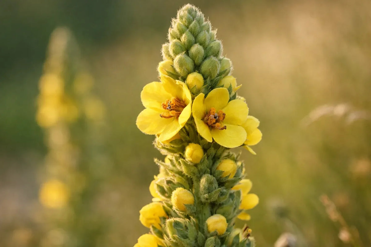 Koningskaars / Great Mullein: werking en gebruik