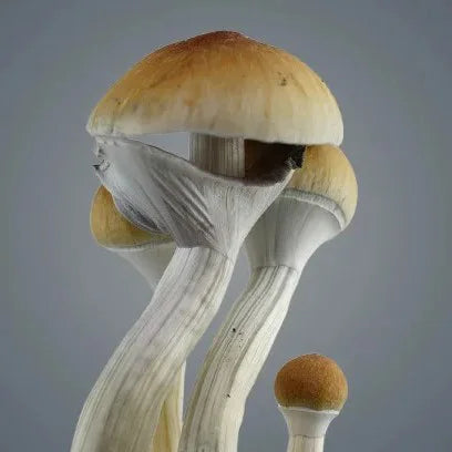 Royale Flush Golden Teacher Grow Kit – 1200cc