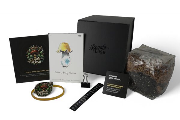 Royale Flush Golden Teacher Grow Kit – 1200cc