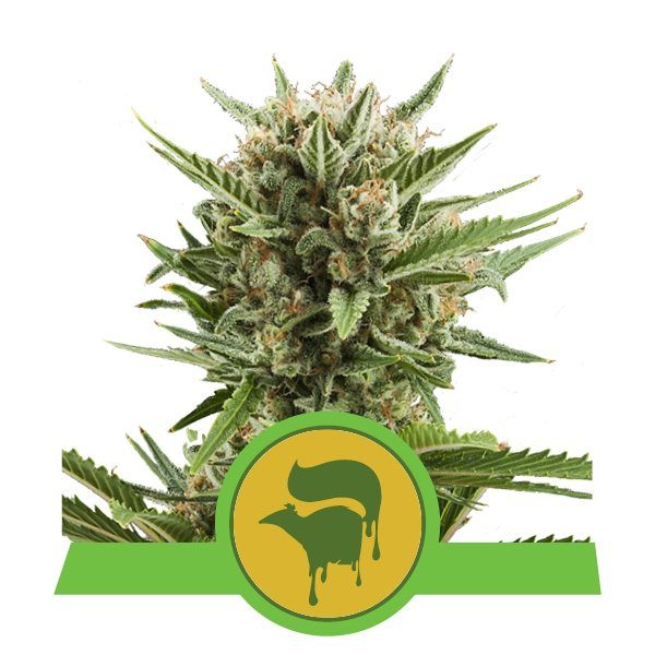 Sweet Skunk – RQS Auto