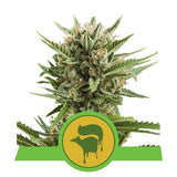 Sweet Skunk – RQS Auto