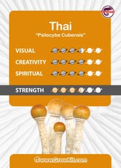 Thai Mushroom XL Growkit 1200cc