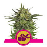 Haze Berry - RQS Feminiseret
