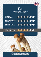 B+ Mushroom XL Growkit 1200cc