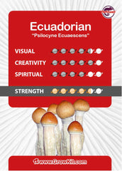 Ecuadorian Mushroom XL Growkit 1200cc