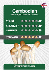 Cambodian Mushroom XL Growkit 1200cc