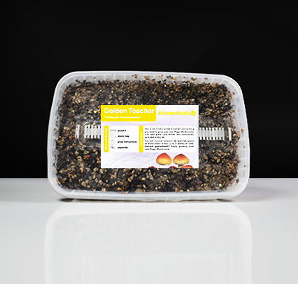 Golden Teacher Mushroom Growkit