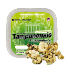 Tampanensis - Magic Mushroom Truffels