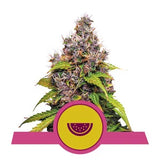 Watermelon - RQS Feminized
