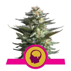 Amnesia Haze - RQS Feminized