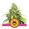 Blue Gelato - RQS Feminiseret