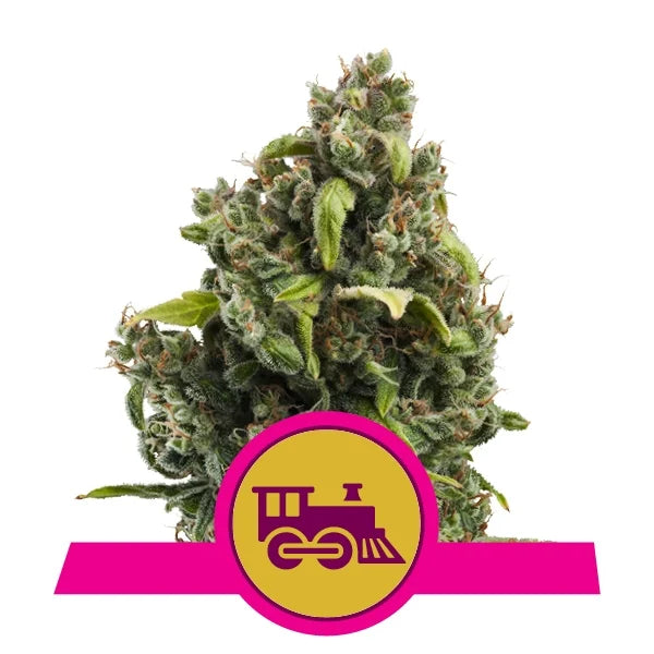 Candy Kush Express (Fast Flowering) - RQS Feminized