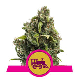 Candy Kush Express (Fast Flowering) - RQS Feminized