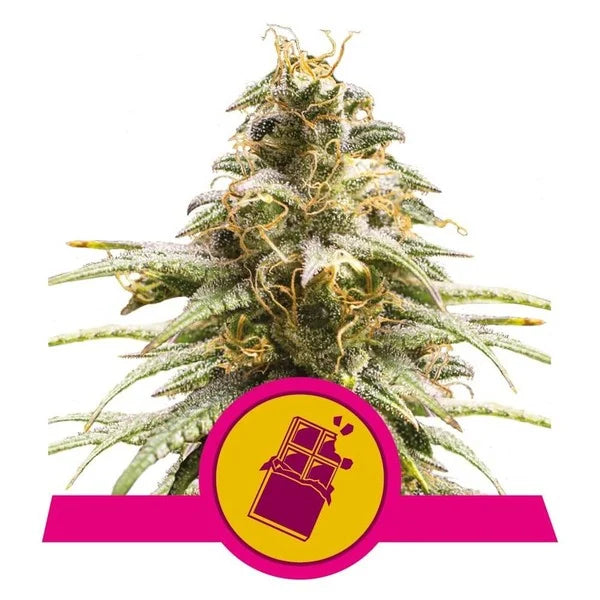 Chocolate Haze - RQS Feminized