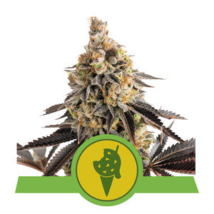 Cookies Gelato Automatic - RQS Auto