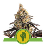 Cookies Gelato Automatic - RQS Auto