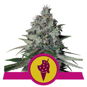 Cookies Gelato - RQS Feminized