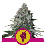 Cookies Gelato - RQS Feminized