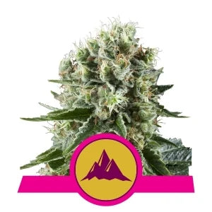 Critical Kush - RQS Feminiseret
