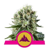Critical Kush - RQS Feminiseret